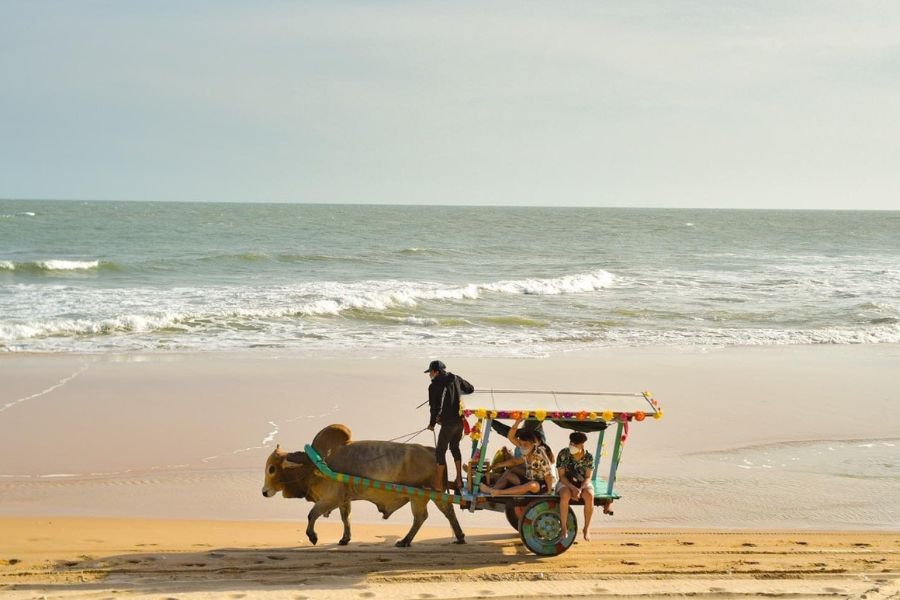 One of the most unique and beloved experiences at Cam Binh Beach is taking a ride on a traditional ox cart