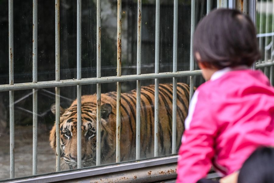 Vibrant Zoo