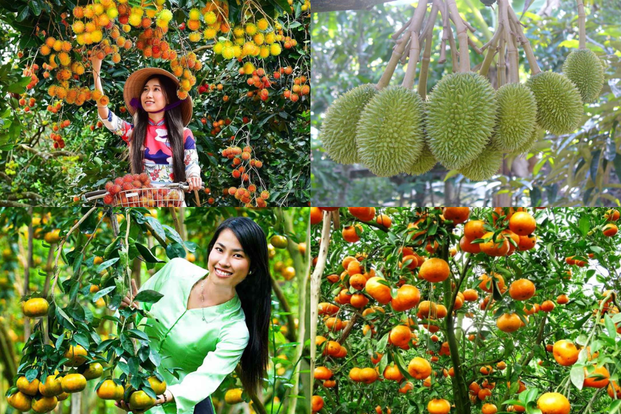 Vinh Long Fruit Garden