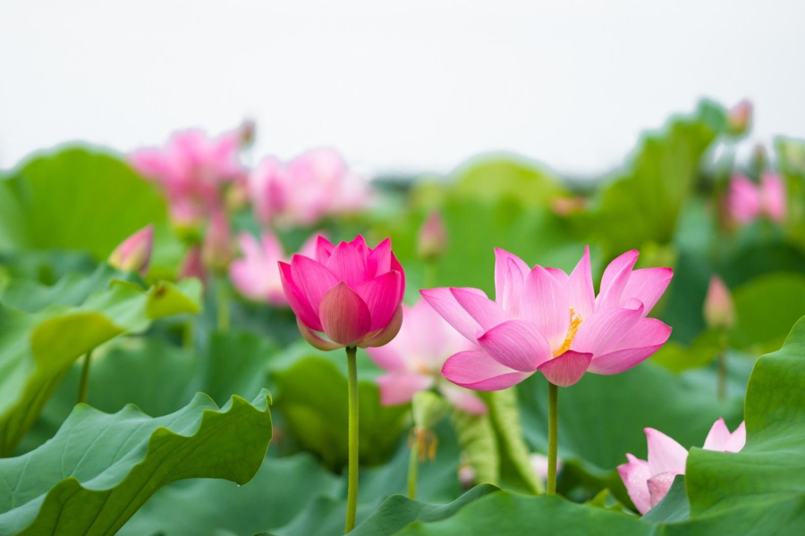 Lotus - The Pure National Flower