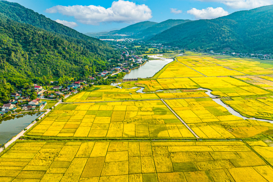 Rice Fields - The Symbol of Vietnam’s Agricultural Civilization