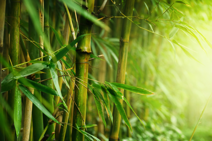 Bamboo 