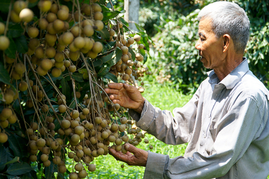 Piking Fruit in Mekong Delta 
