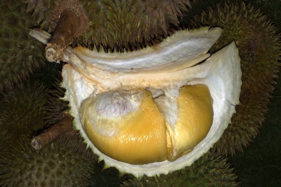 XO durian tastes like alcohol