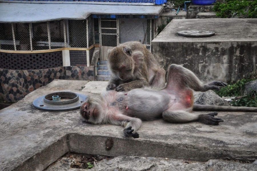 Monkeys in Khao Takiab
