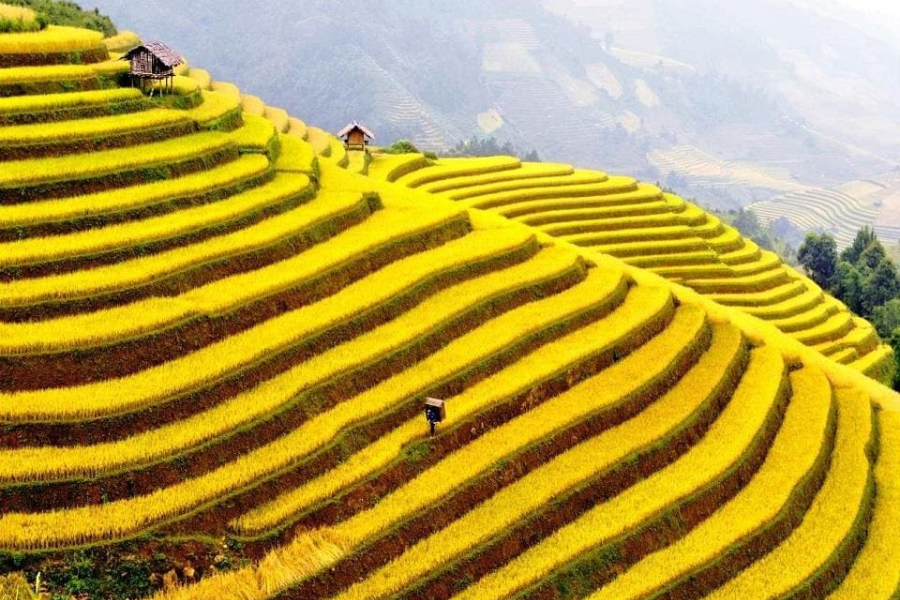 If your Ha Giang Cultural Tour takes place during harvest season, don’t miss the chance to immerse yourself in the festive atmosphere of Hoang Su Phi
