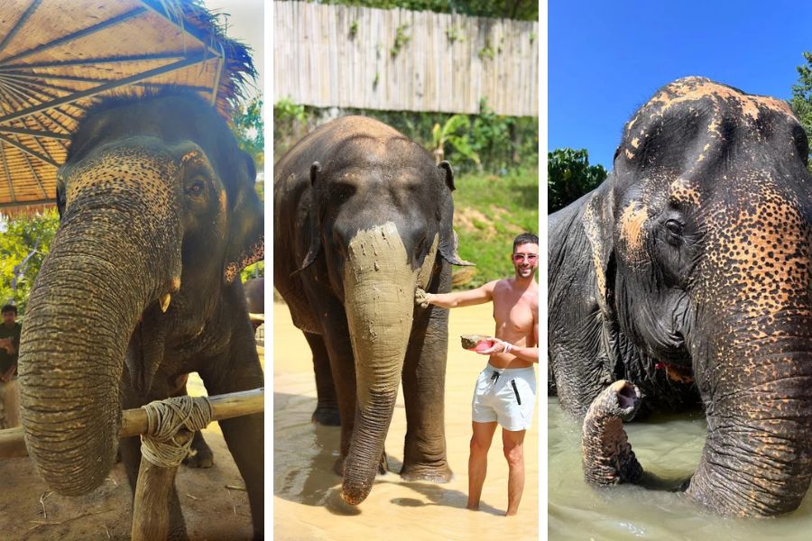 Looking for the best places to see elephants in Thailand?