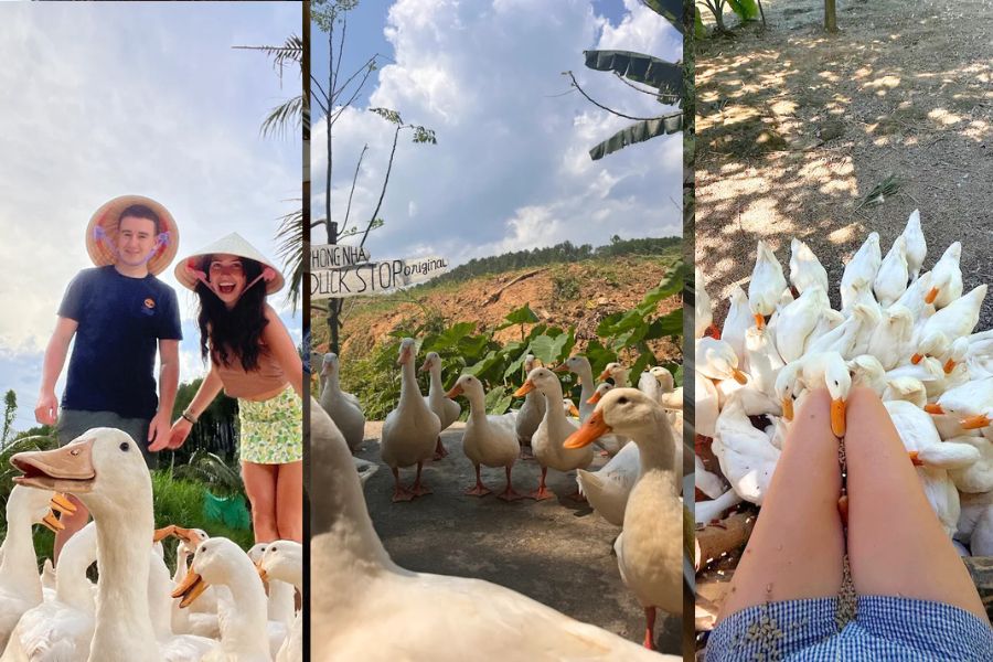 If you love ducks, The Duck Stop Phong Nha is a must-visit
