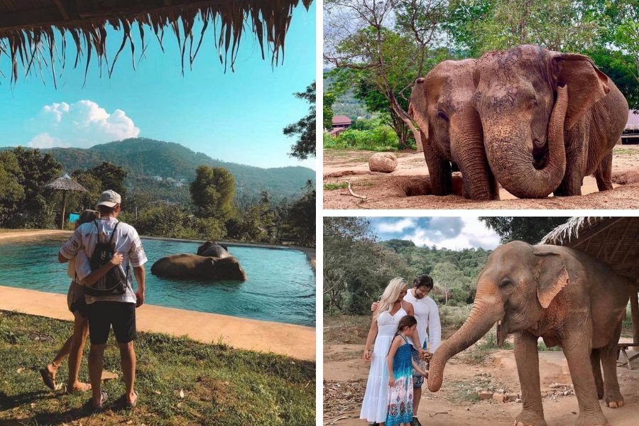 Ethical elephant sanctuaries in Thailand take good care of these gentle giants