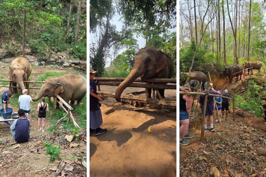 Explore the best ways to connect with elephants in Thailand