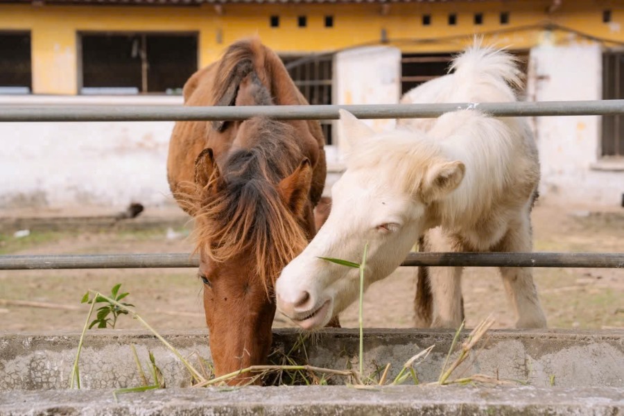 Ba Van Horse Farm