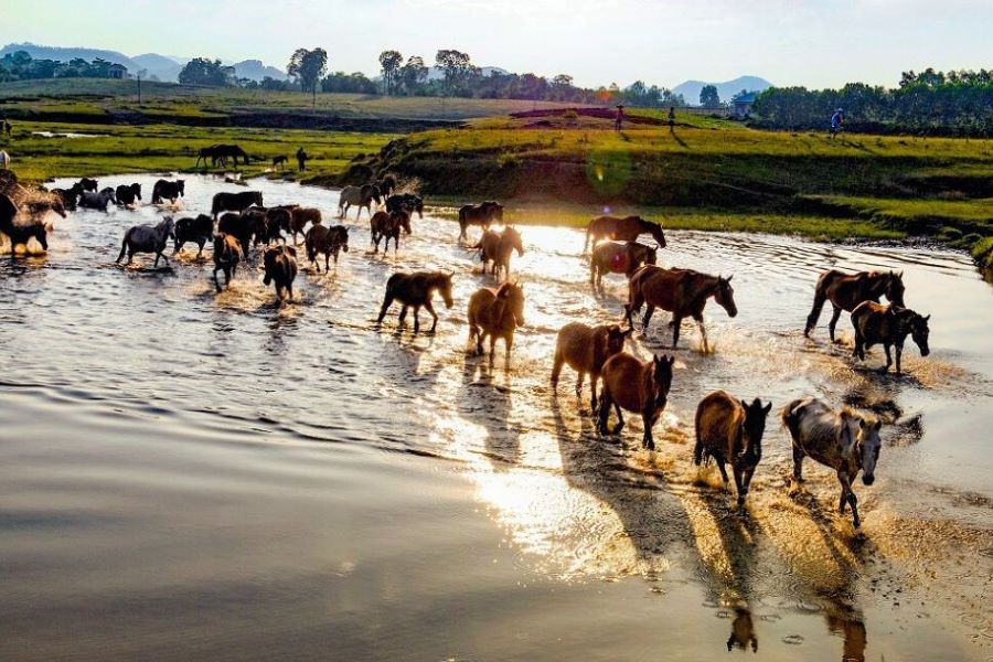 What is Ba Van Horse Farm