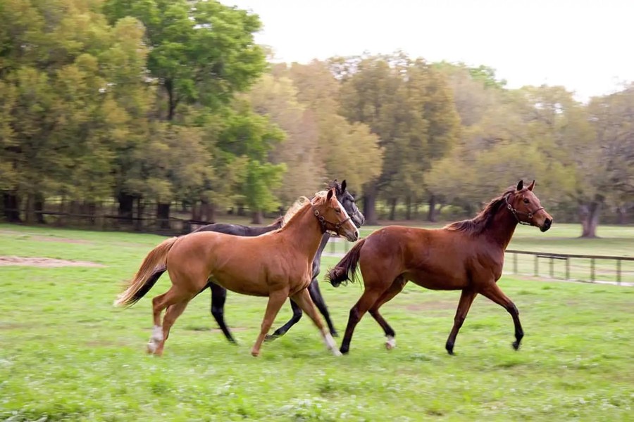 Specialties at Ba Van Horse Farm