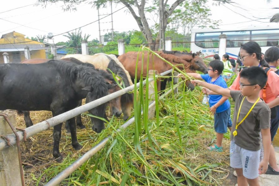 Tips for traveling to Ba Van Horse Farm