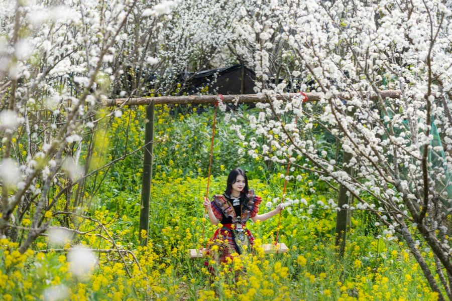 Plum and pear flower season in Bac Ha