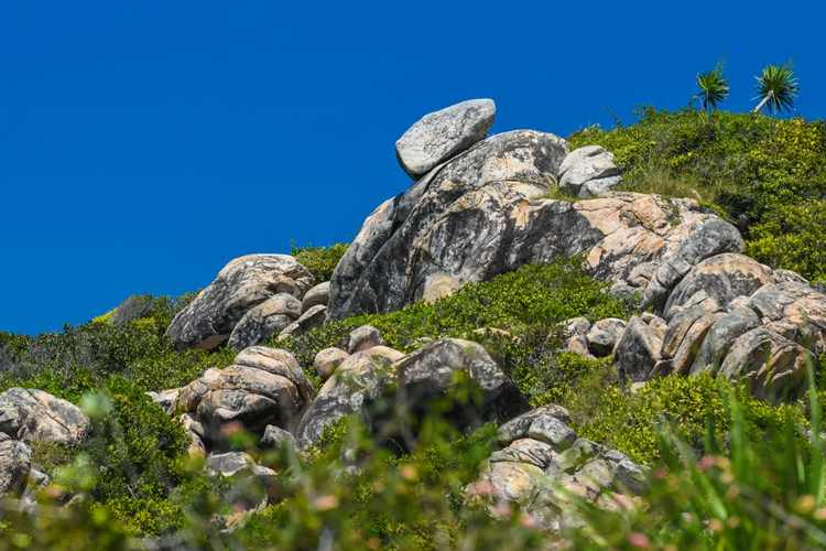 Thao Nguyen Rock Beach is not only a visual delight but also serves as a habitat for various bird species, including swallows and swifts
