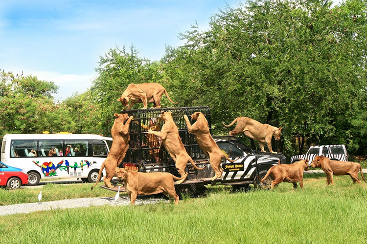 The zoo may feature additional attractions, including butterfly gardens and other wildlife exhibits