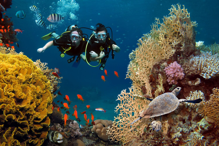 Coming to Nhon Hai, you should not miss the experience of immersing yourself in the clear blue sea to fully see the beauty of the coral reef