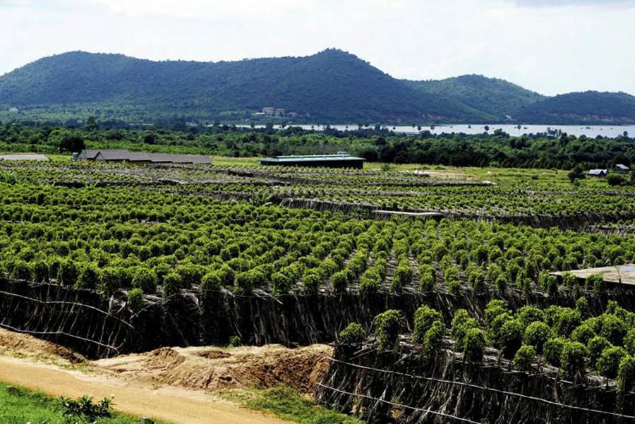 Kampot Pepper Plantations