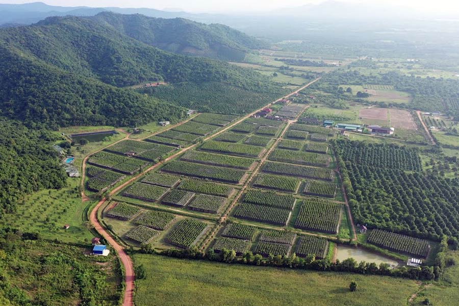 Best time to visit Kampot Pepper Plantations