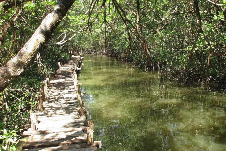  Exploring the mangrove forests in and around Ream National Park offers a unique opportunity to witness the ecological significance of these vital ecosystems
