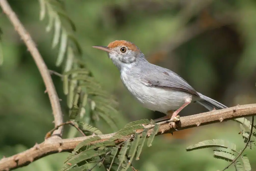 Bird watching in Ream National Park provides enthusiasts with a rich and diverse avian experience within the park's various ecosystems