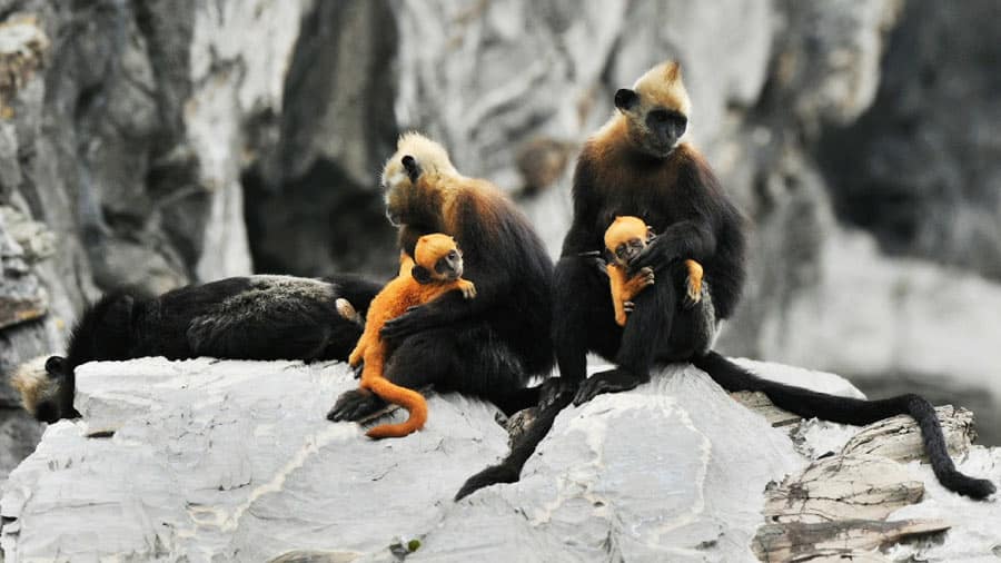 Cat Ba Langur