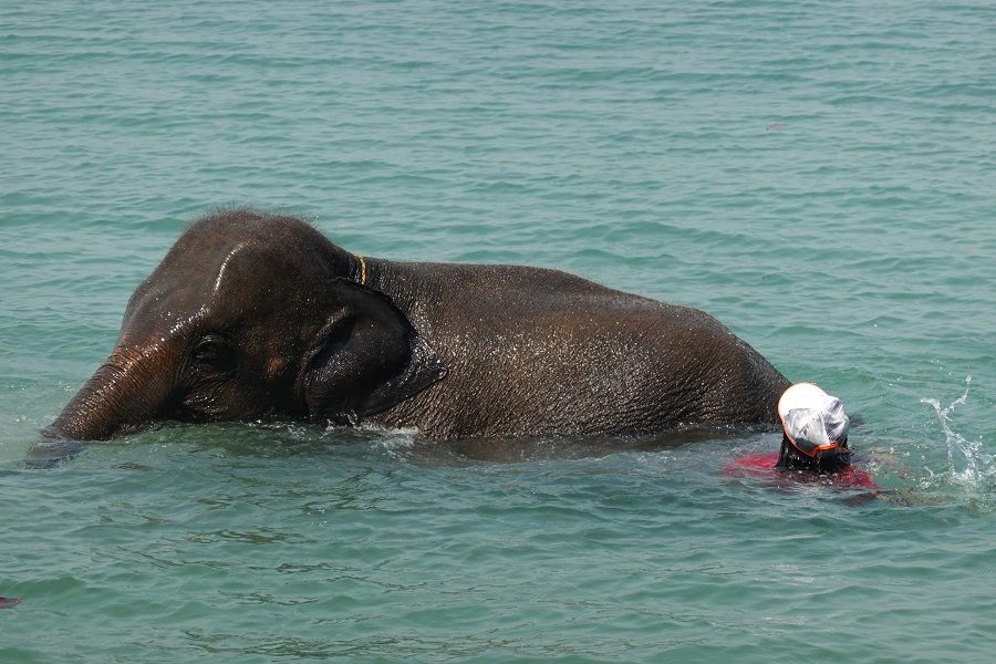 Experience the daily life of Koh Chang’s elephants by watching them in their natural element