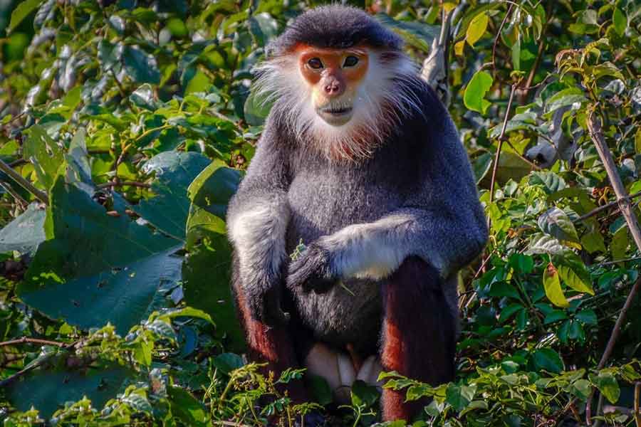 Son Tra Nature Reserve is home to a wide range of plant and animal species, some of which are rare and endangered
