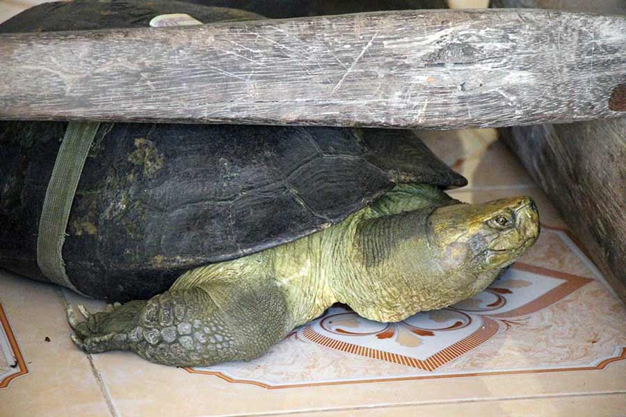 The turtle inside Phuoc Kien Tu Pagoda holds a special place among the treasures within the pagoda