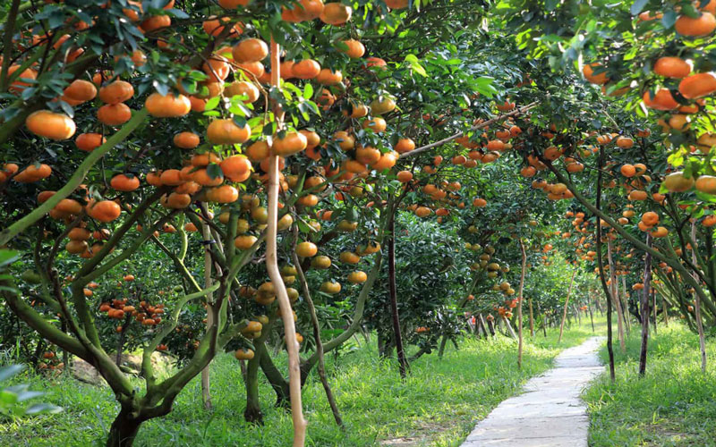  Famous and Largest Fruit Orchards