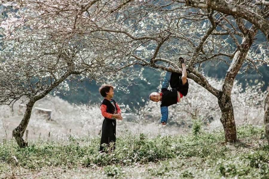 Ha Giang's Blooming Seasons 