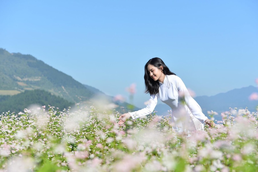 Capture the best buckwheat blooming season photo
