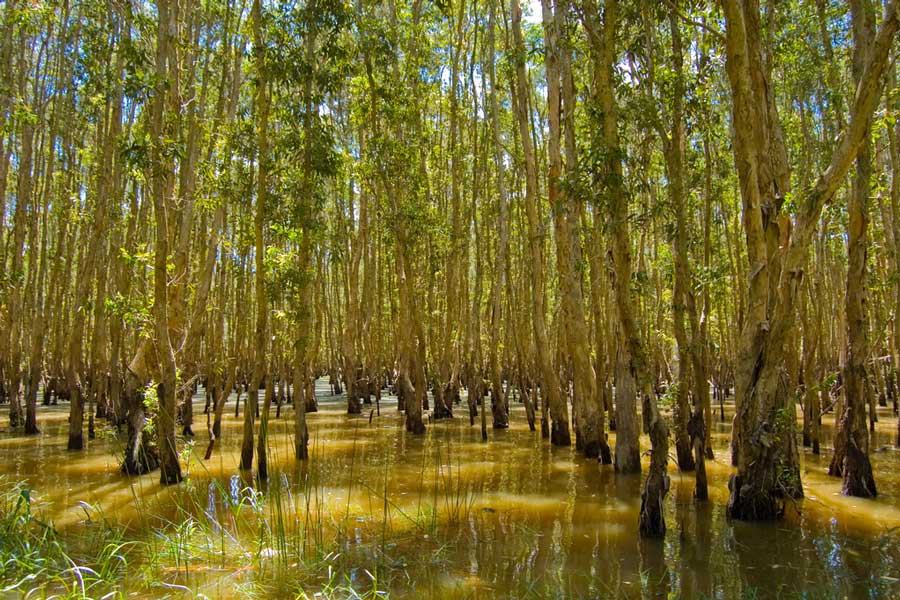 Discover the wonderful beauty of Vi Thuy Melaleuca forest