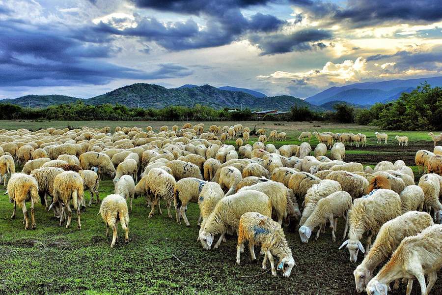 Suoi Nghe Lamb Farm near Ho Coc Beach