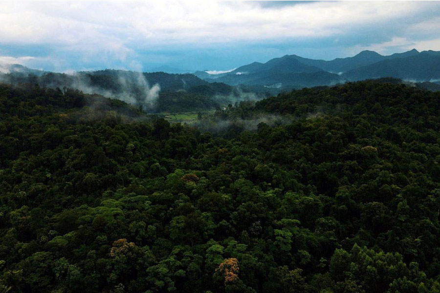 A Luoi Attractions: A Roang Primerval Forest