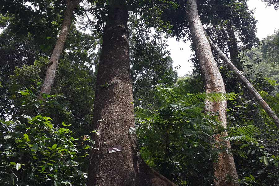 Forest view in Khao Pu-Khao Ya National Park