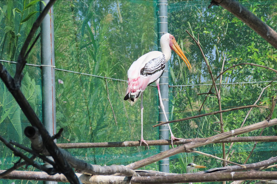 Immerse yourself in the extraordinary biodiversity of U Minh Thuong, where rare and unique plant and animal species await your admiration