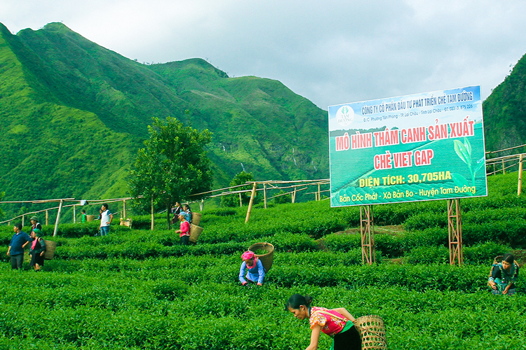 Ban Bo tea hill