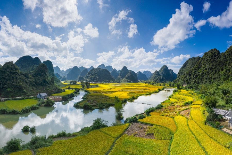 Phong Nam Valley on the golden rice season (Source: Thanhnien)