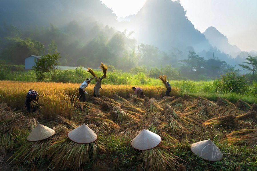 Locals are working in the rice harvest season (Source: Vinhdan)