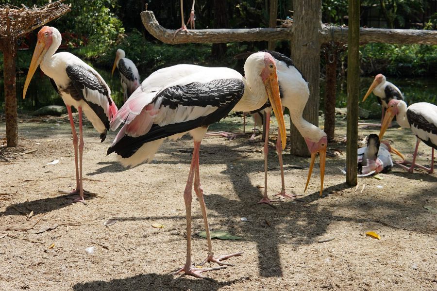 Penang Bird Park 