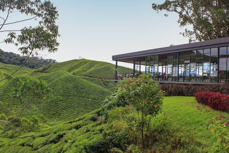 Enjoying at Boh Tea plantation 