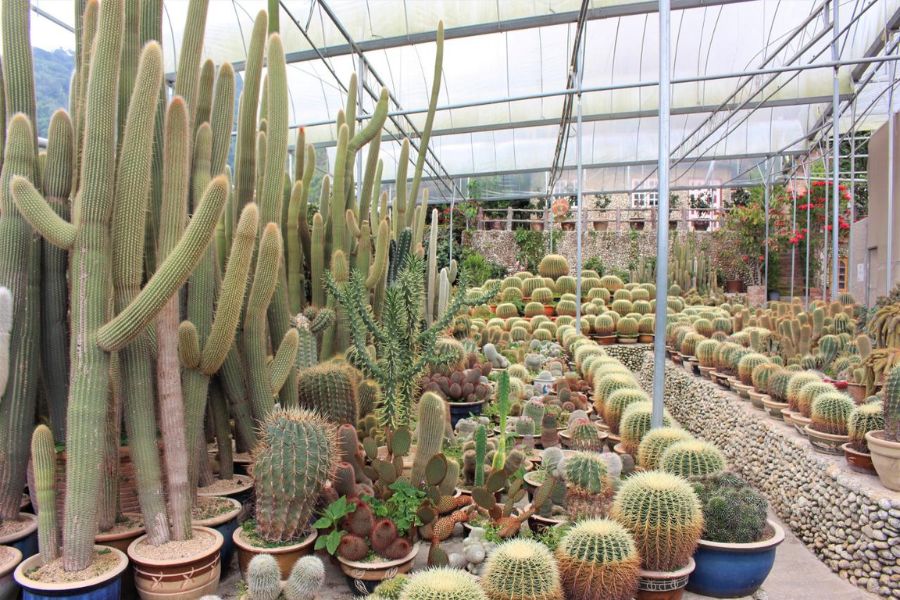 Cactus Valley 