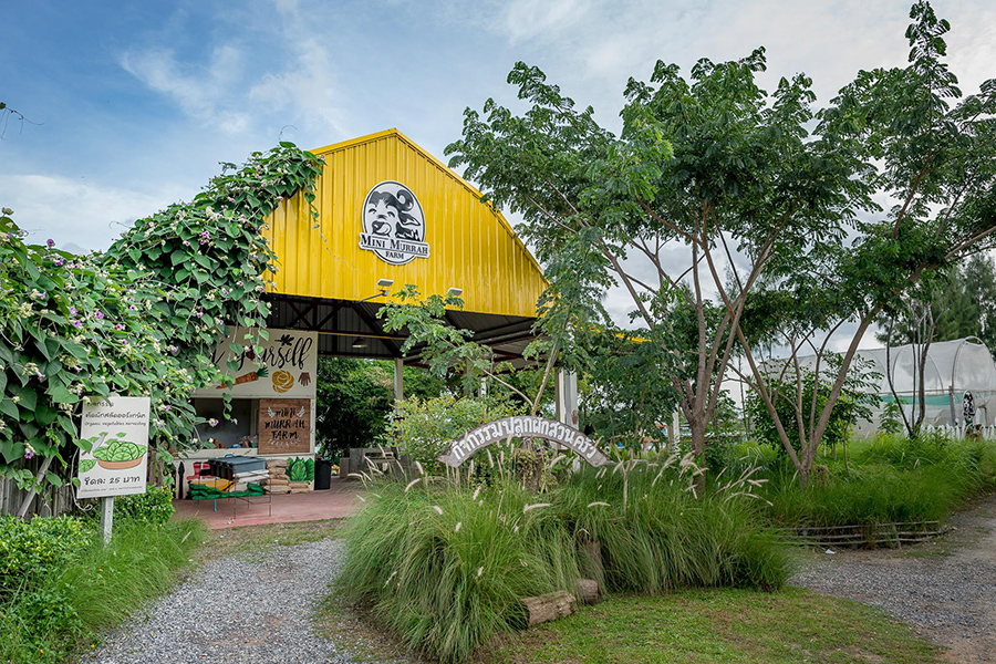 Mini Murrah Farm