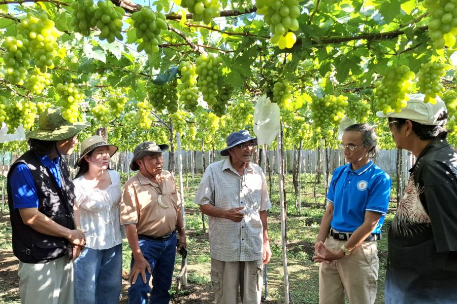 Ba Moi Vineyard is open year-round and free of charge