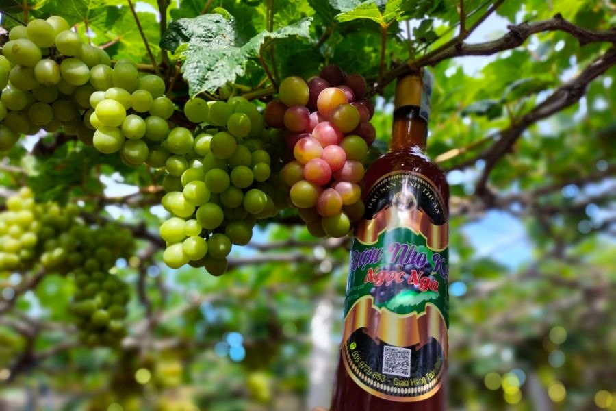 Try the best wine in Ninh Thuan 