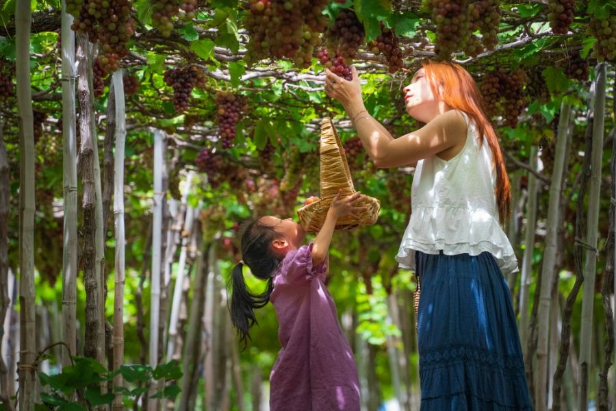 July and September are the best times to visit Ba Moi Vineyard 