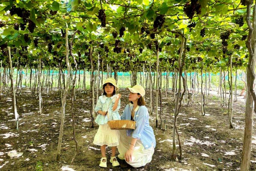 Grape picking with your kids  