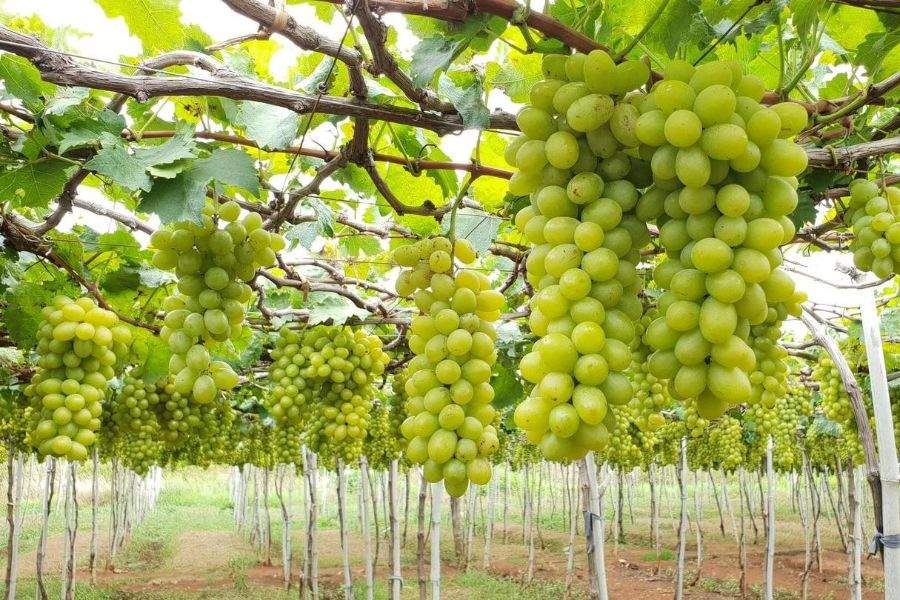 Ba Moi Vineyard